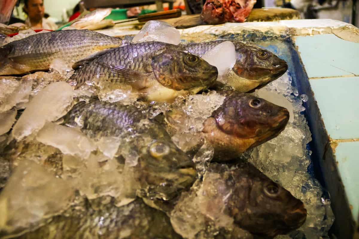 Comer pescado en Cuaresma