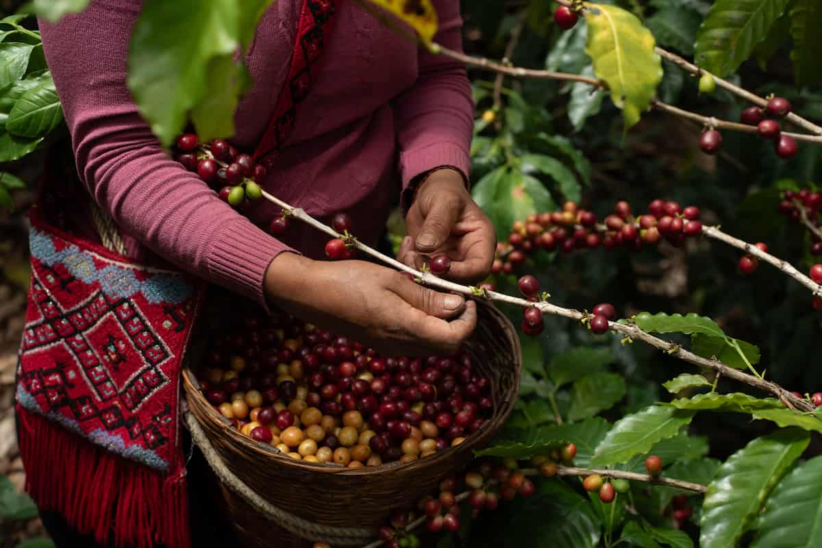 Siembra de granos de café