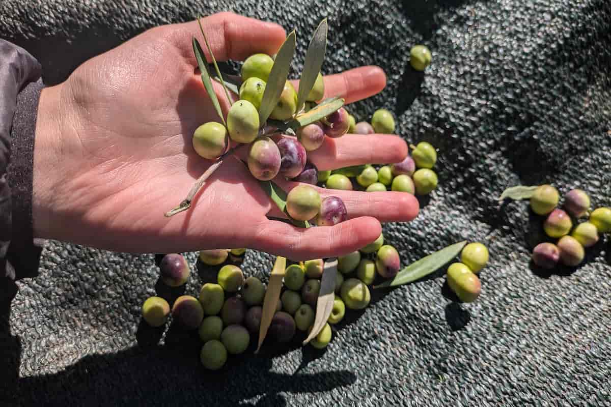 aceite de oliva lampante