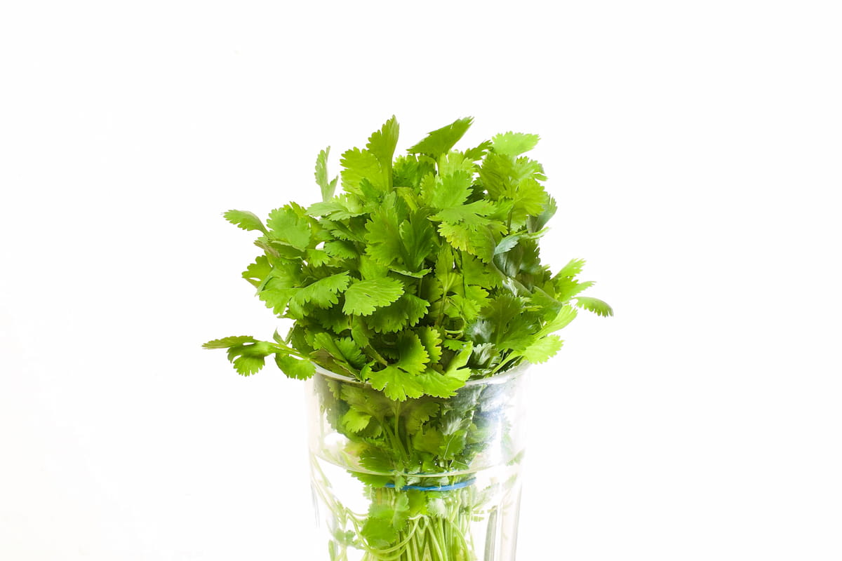 cómo conservar cilantro en el refrigerador para que dure más