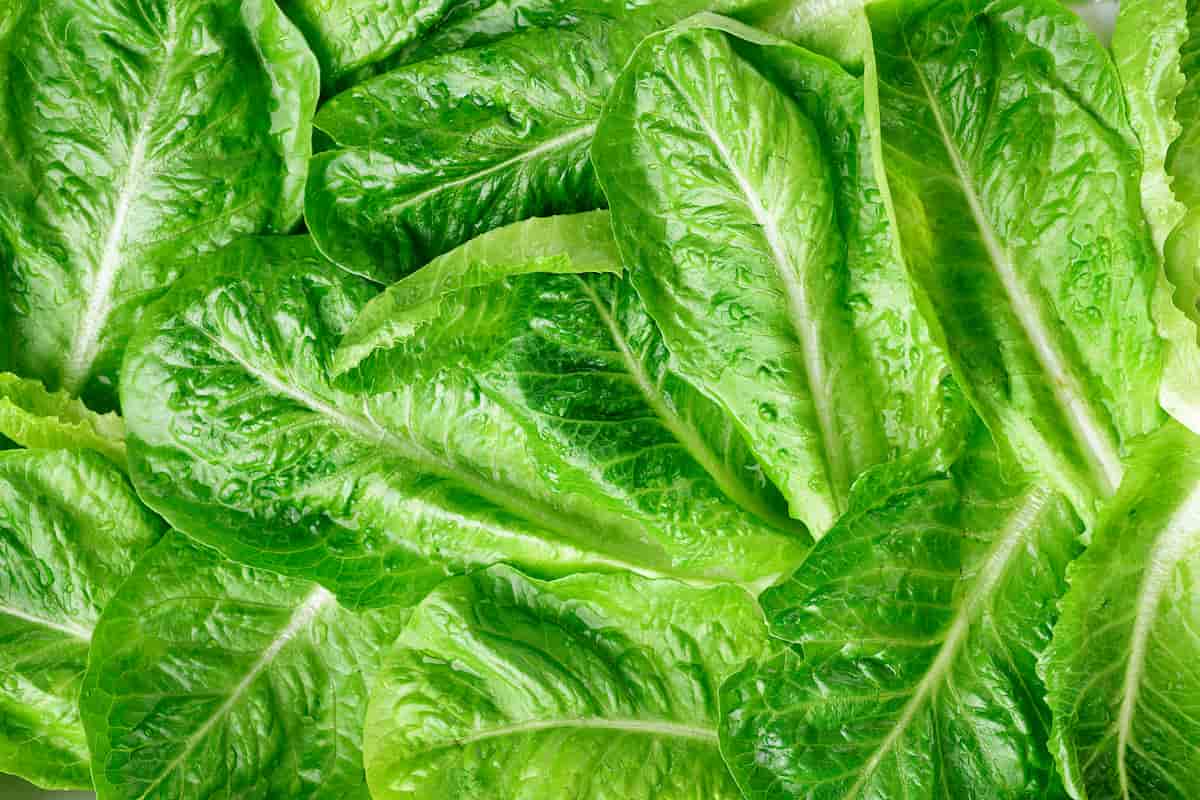 cómo conservar lechuga en el refri