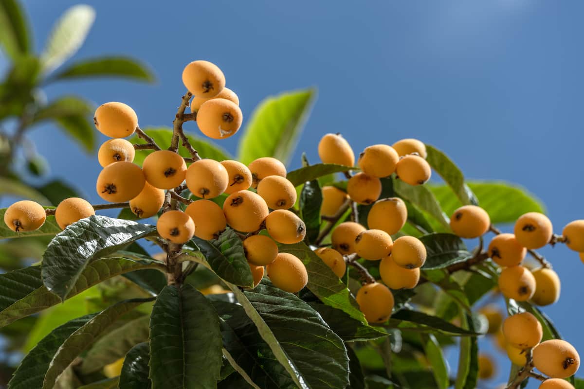 ¿para qué sirve el té de níspero? para controlar la glucosa de forma natural 