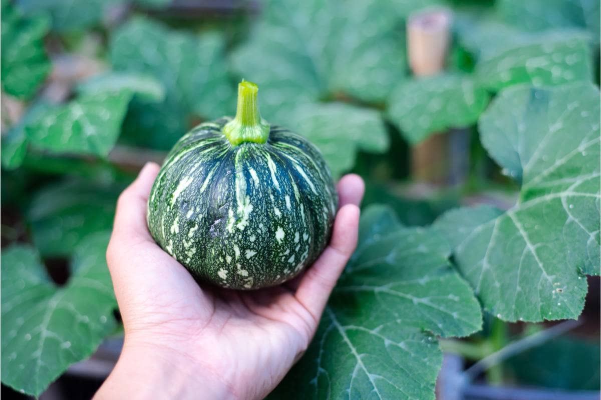 la calabacita mexicana y su relación con los alimentos prehispánicos de México