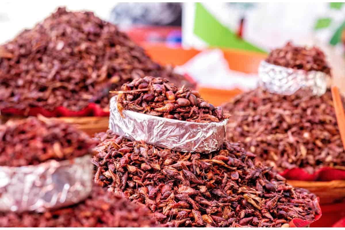 chapulines