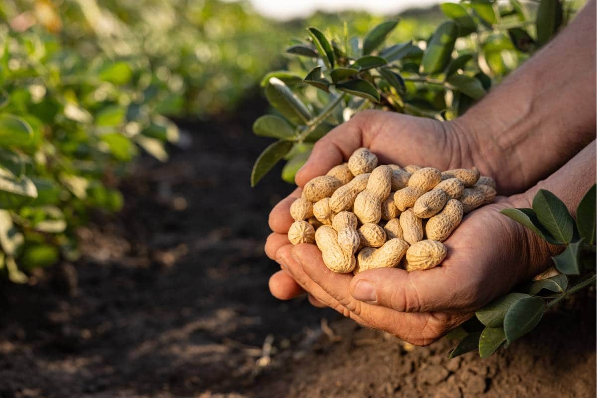 manos con cacahuares