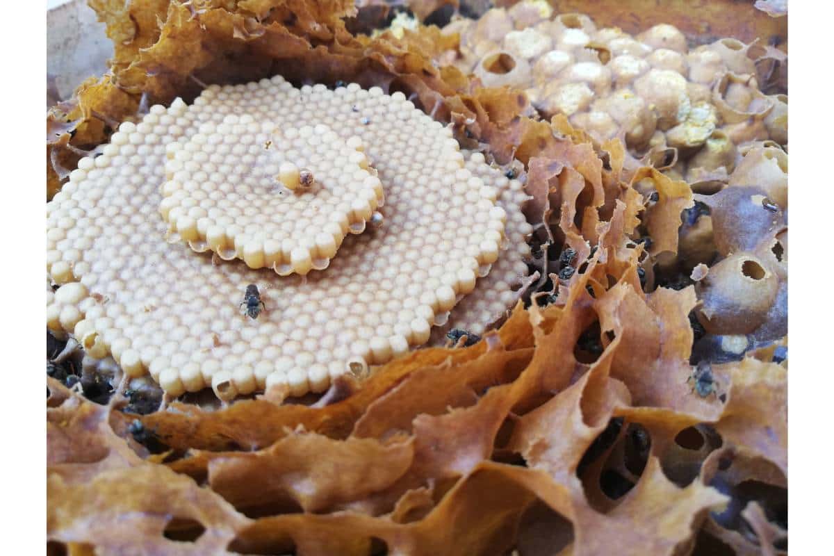 miel melipona, uno de los alimentos prehispánicos de méxico característicos