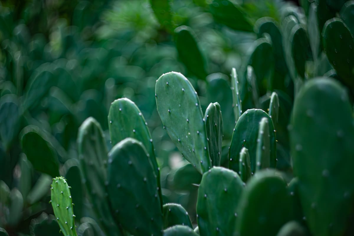 nopal beneficios