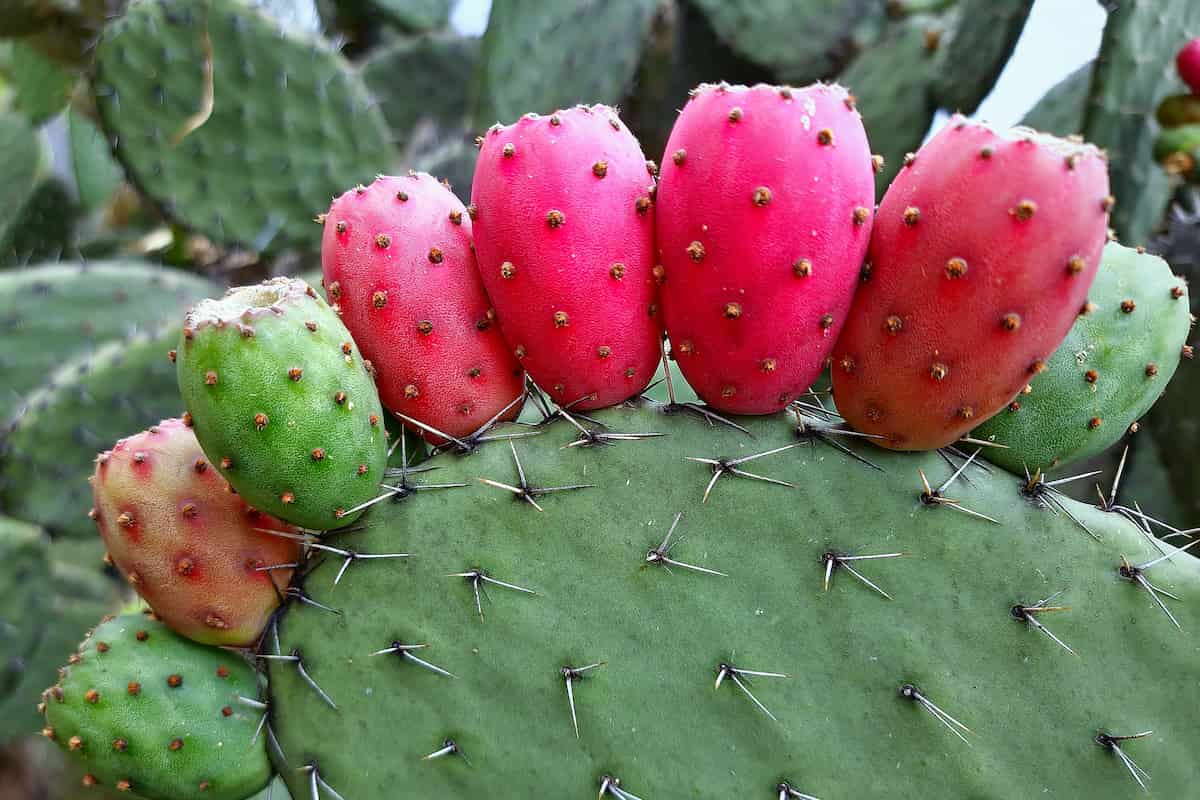 nopales tipos