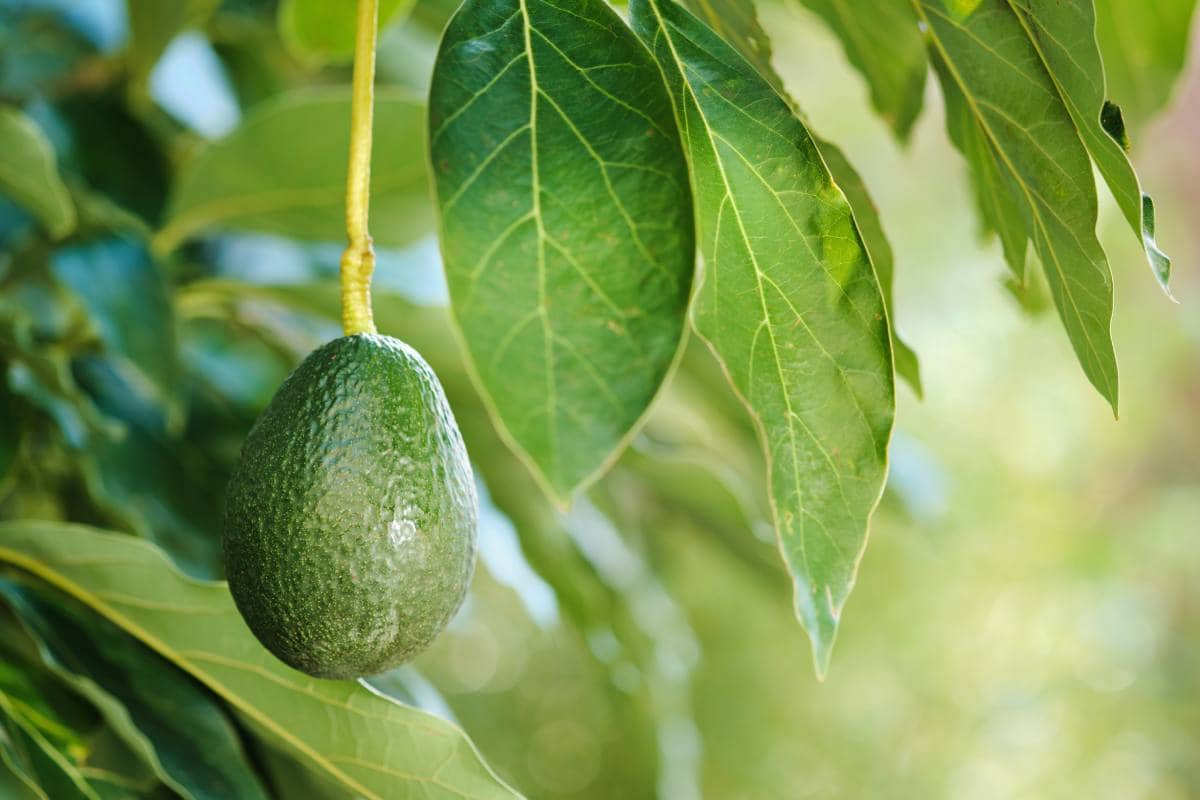 hojas de aguacate
