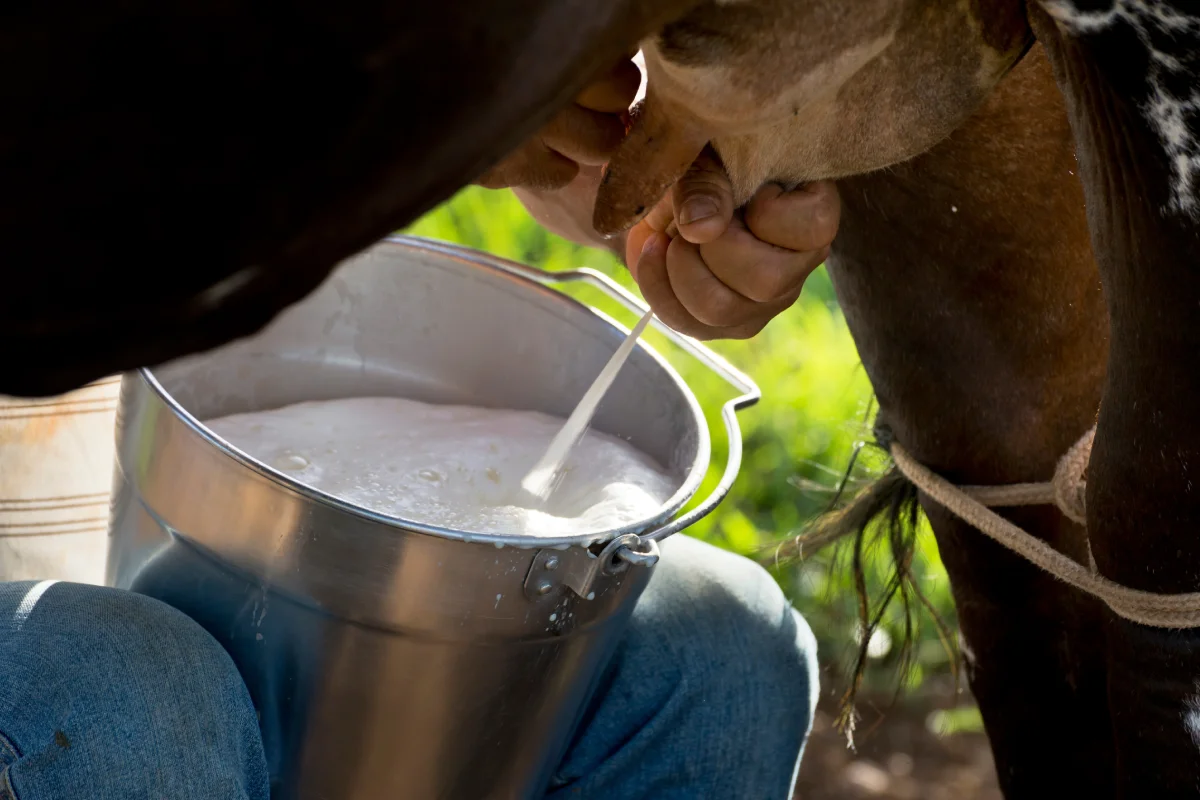 Leche bronca con alcohol, los ingredientes del pajarete