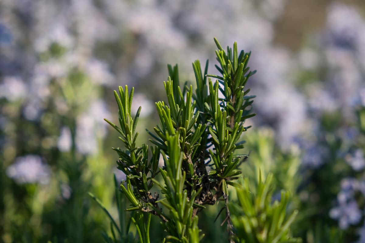 té de romero beneficios y propiedades