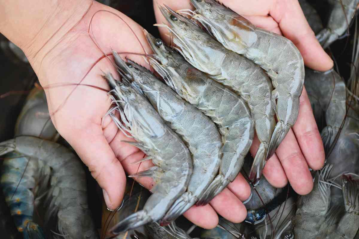 Los mariscos y pescado en la Cuaresma