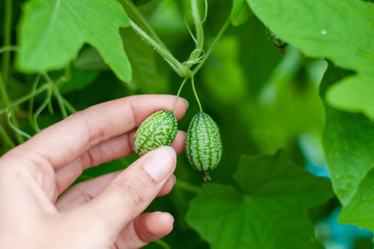 cucamelon