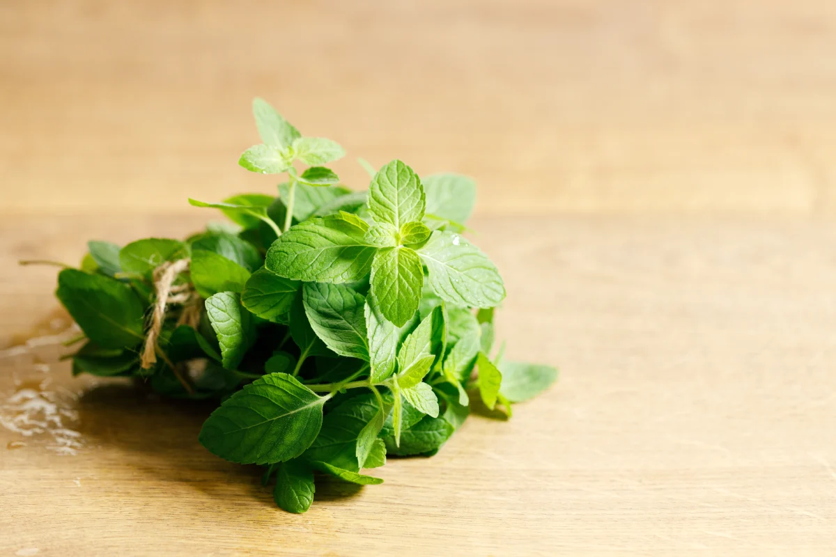 Características de la hierbabuena