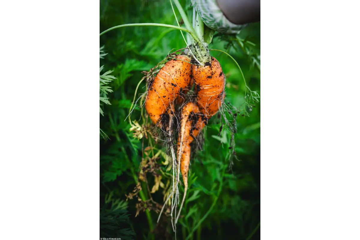 World Food Photography Awards 