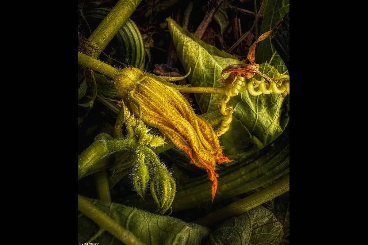 Flor de calabaza