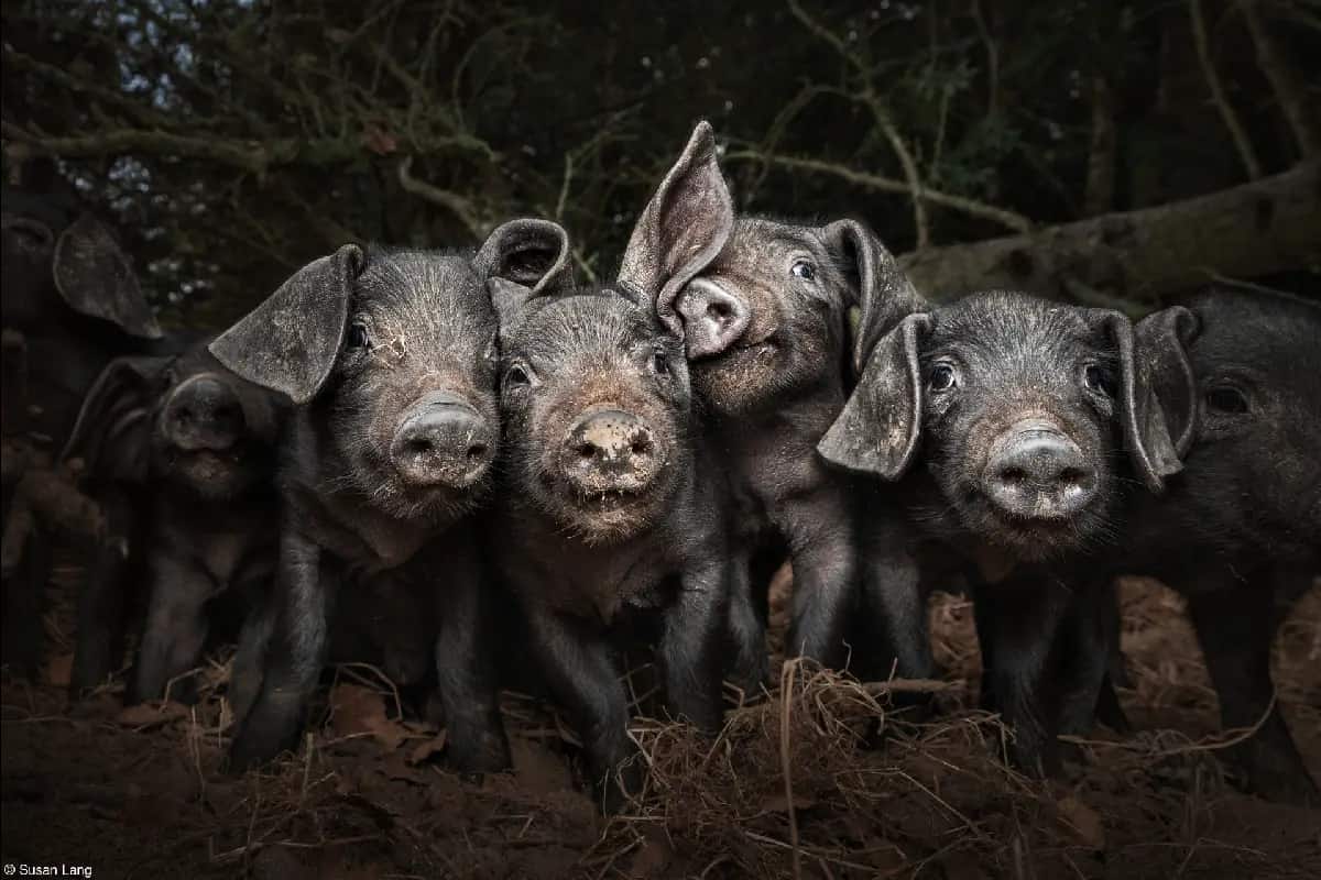 World Food Photography Awards 