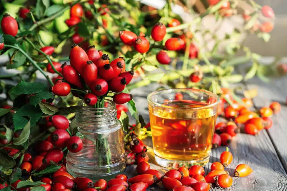 infusión de rosa mosqueta