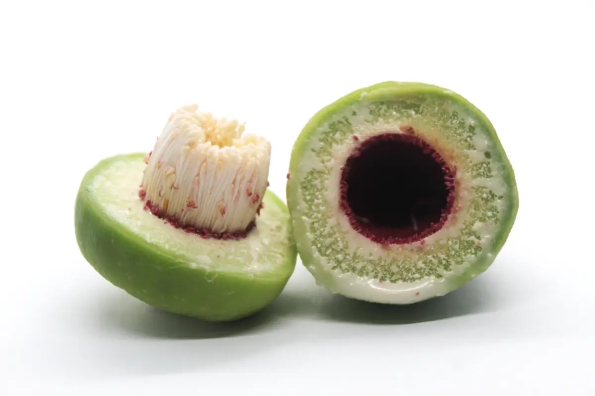 ciruela kakadu, la fruta con más vitamina C 