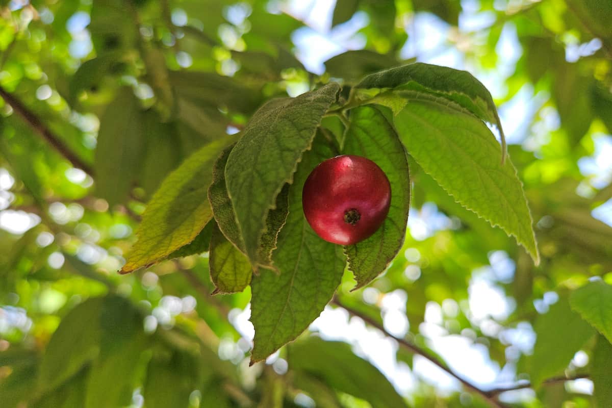 cuáles son los beneficios de comer capulín