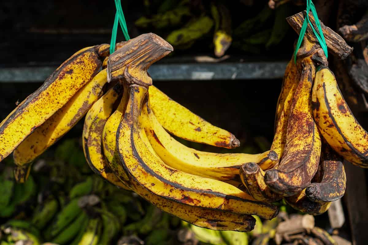 cómo preparar plátano macho 