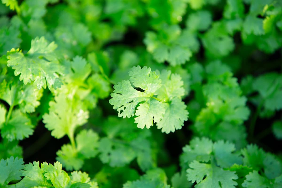mexicanos crean un refresco de cilantro para mitigar el consumo de bebidas azucaradas