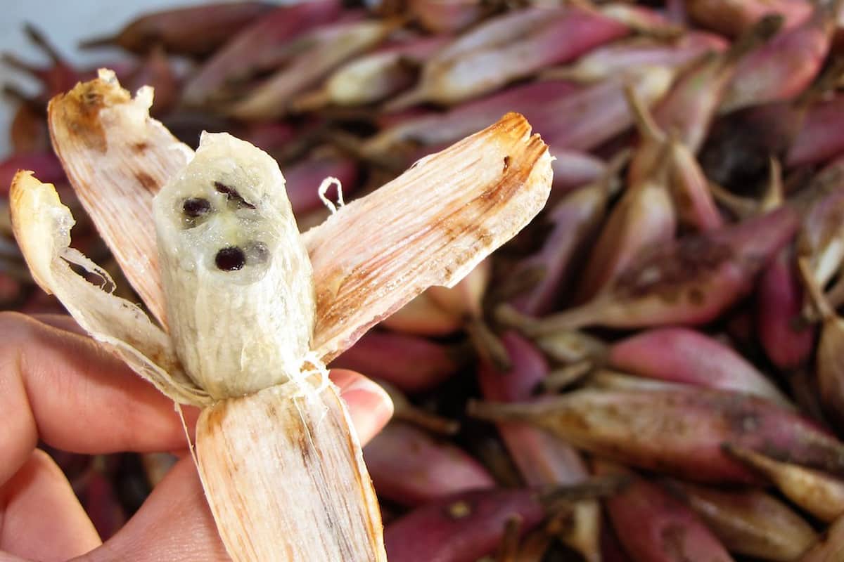 piñuela fruta que se pela como plátano pero sabe a piña