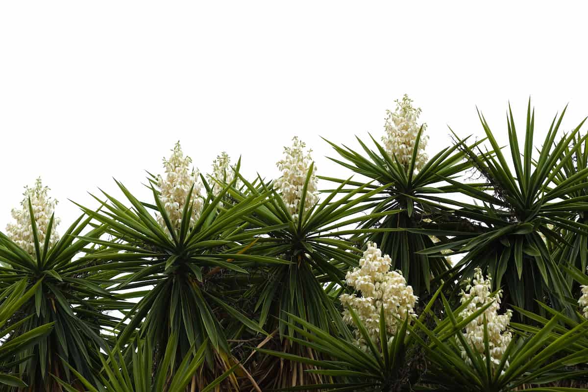 qué es la flor de izote y para qué sirve