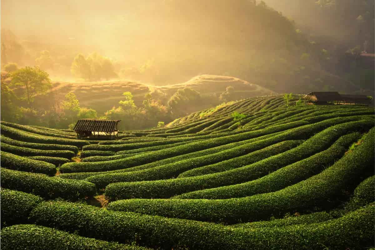 plantación de té en china