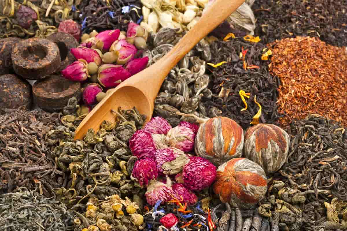 diferencias entre té y tisana