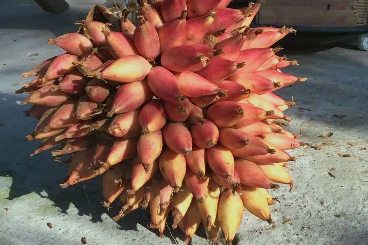 fruta piñuela para qué sirve