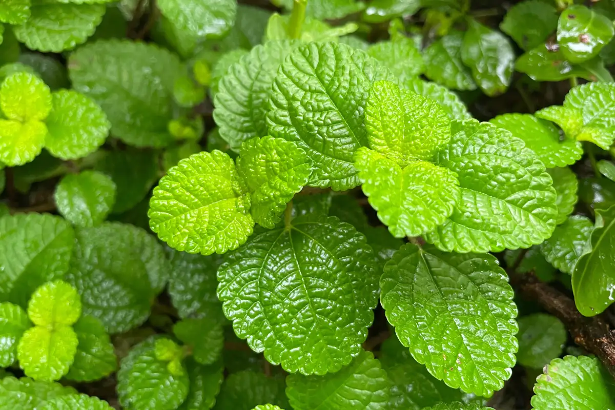 ¿Para qué sirve la hierbabuena?