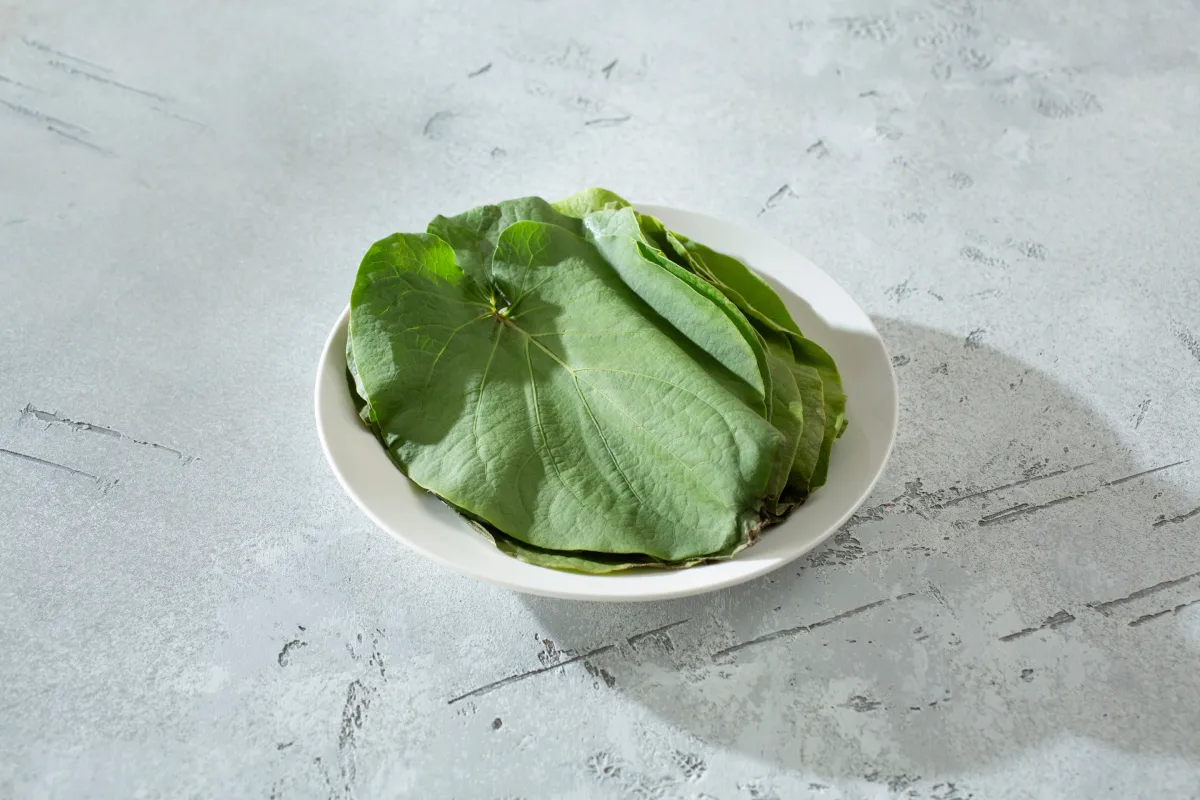 Hoja Santa