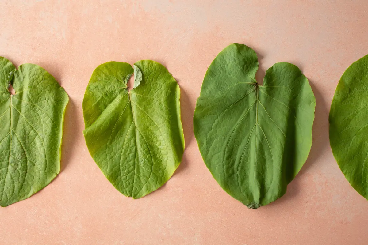 La hoja santa se utiliza desde la gastronomía mexicana
