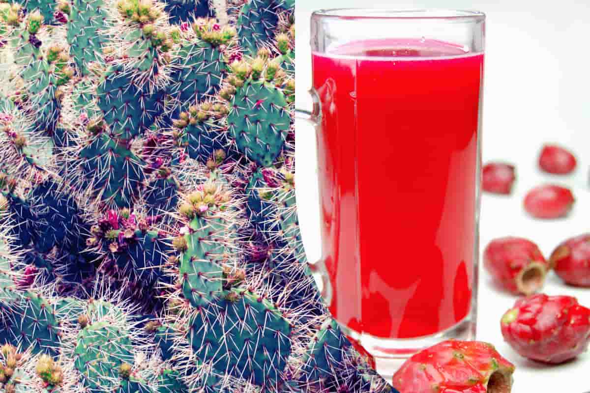 qué es el colonche típico del Bajío mexicano