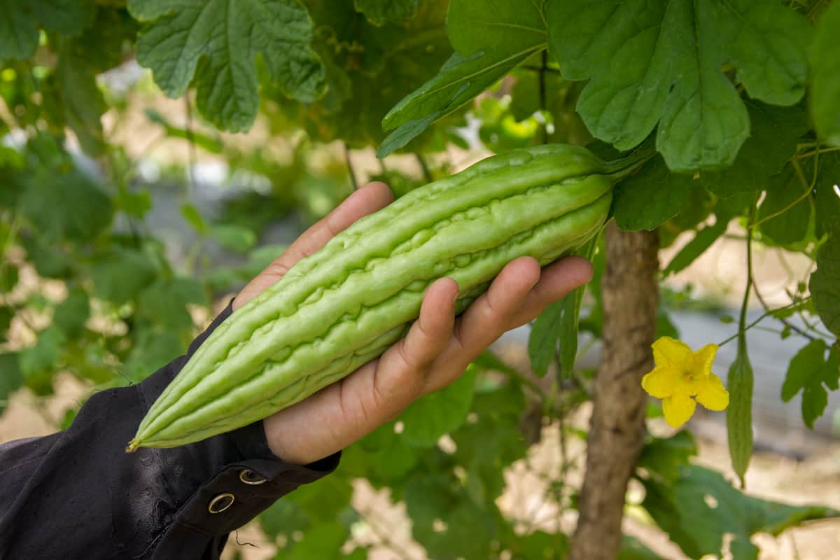 productos típicos de Yucatán