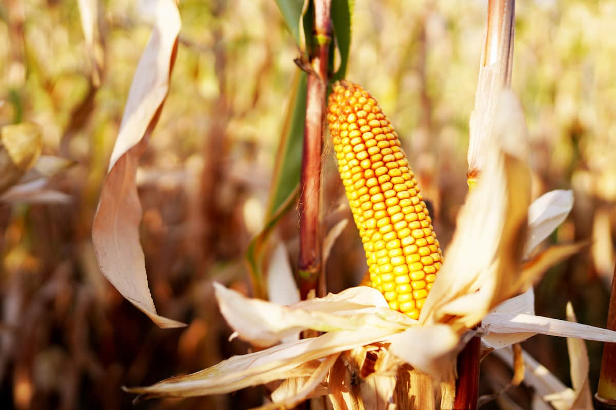 productos mexicanos en el mundo