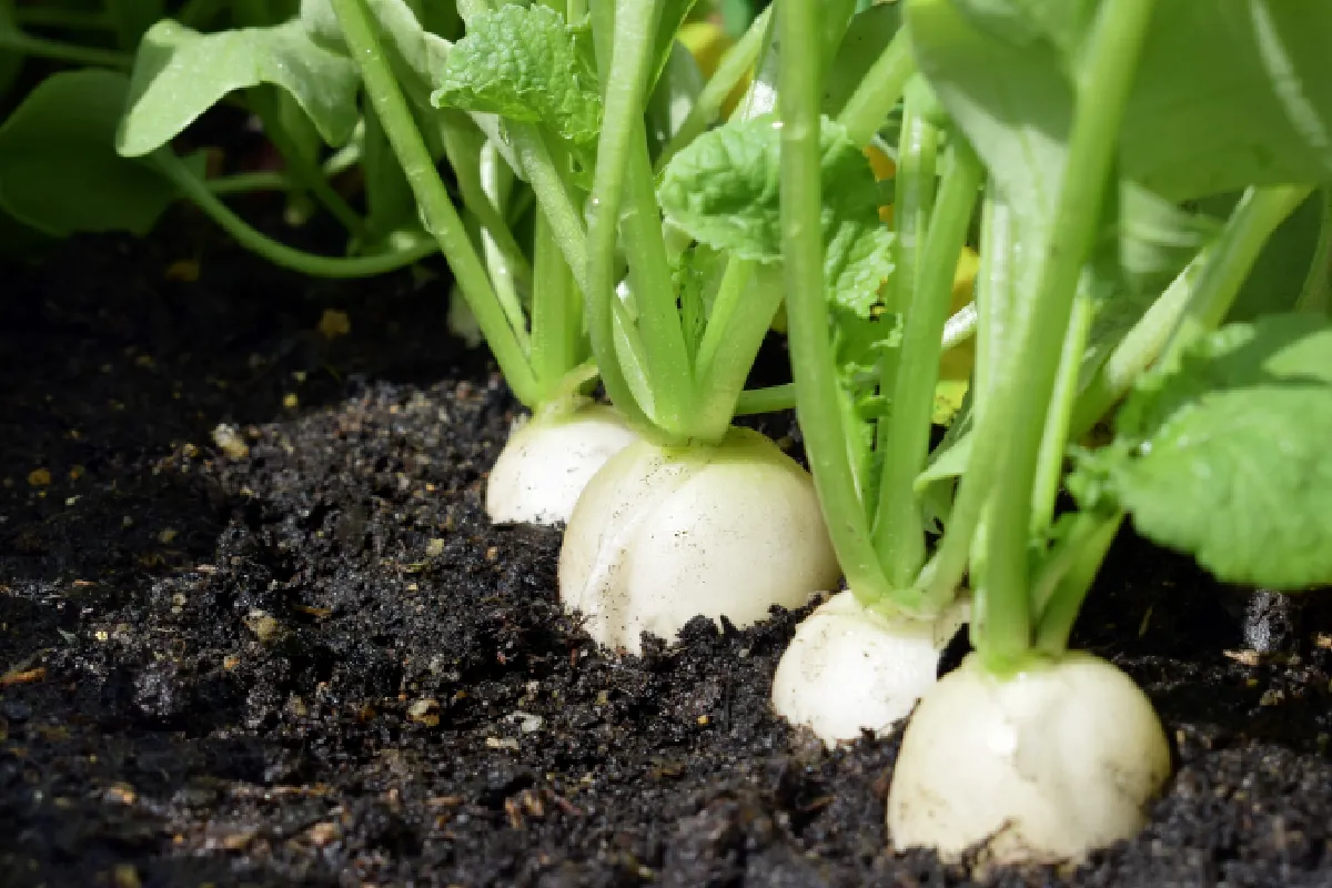 qué son las hortalizas