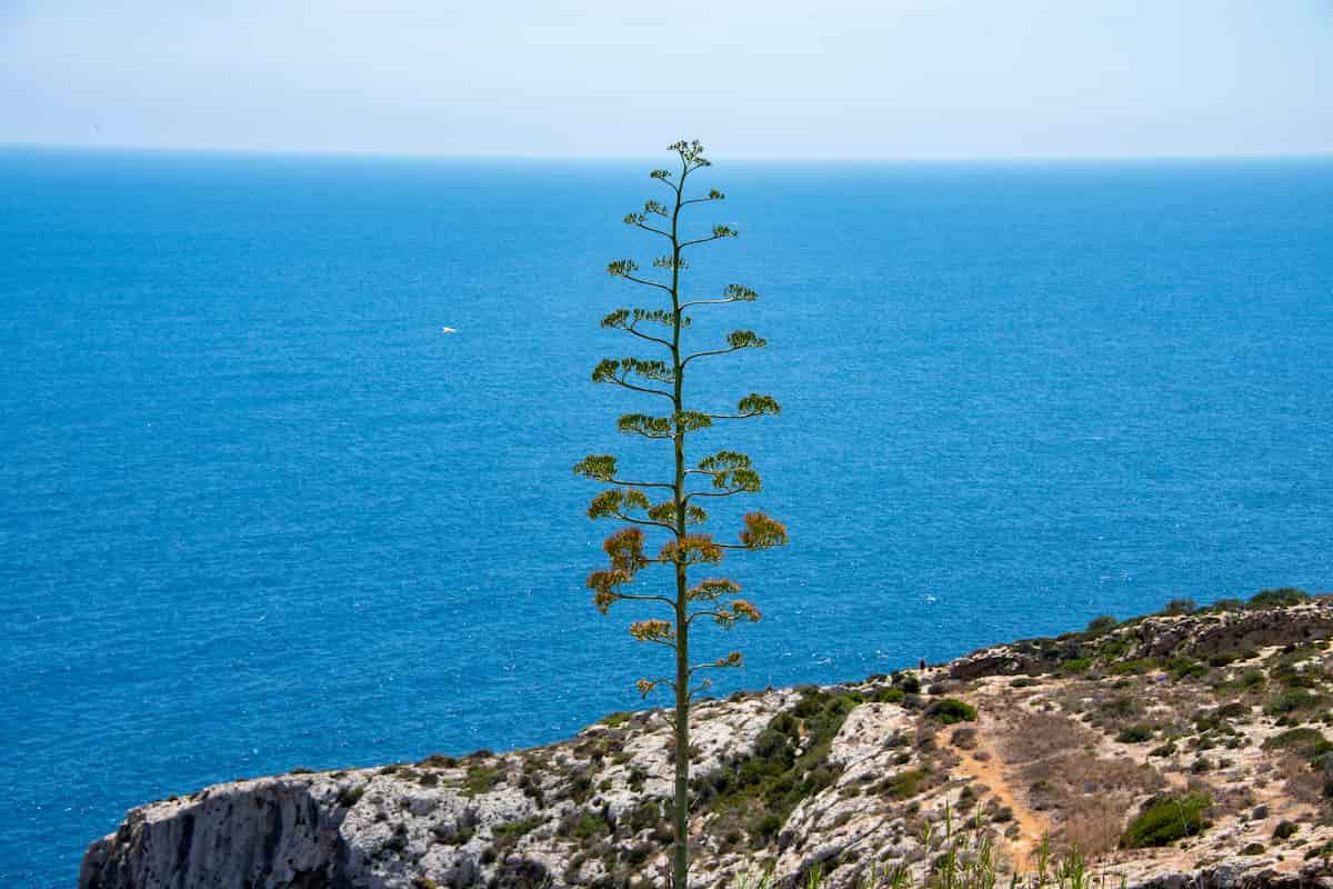 quiote producto mexicano