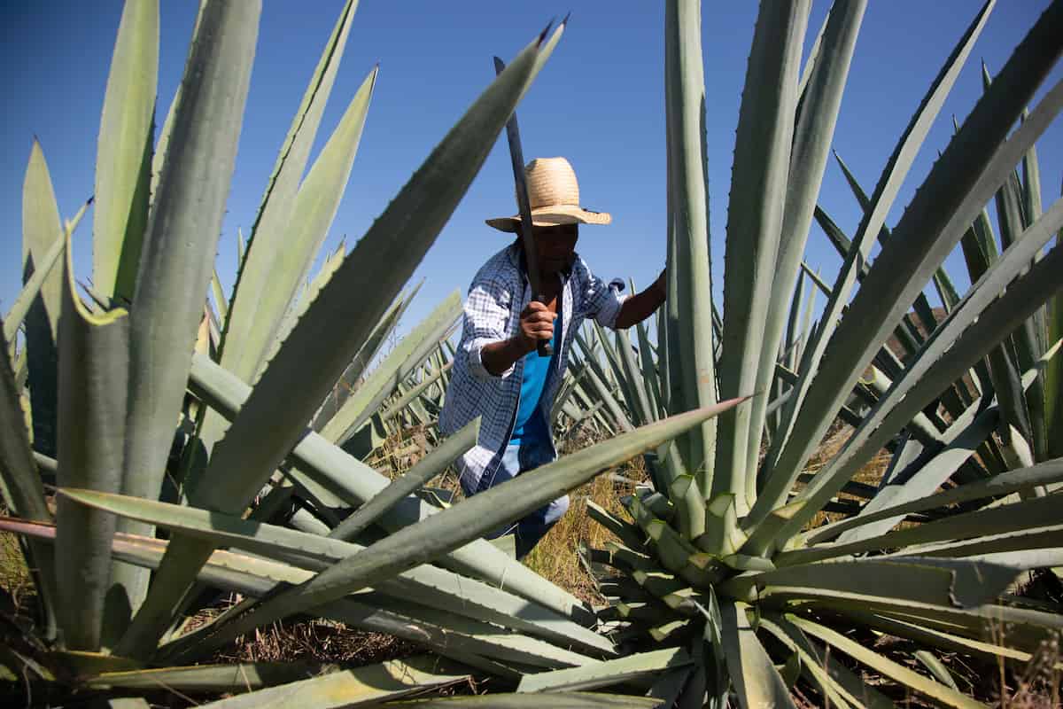 Denominación de Origen Mezcal
