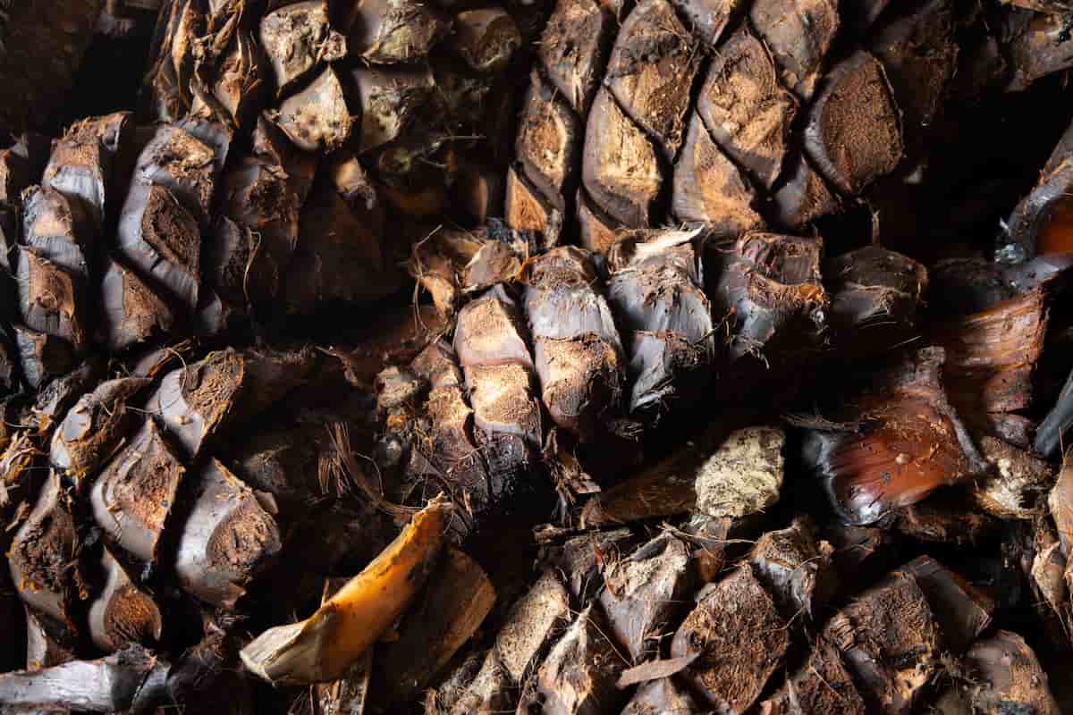 Aguascalientes mezcal 
