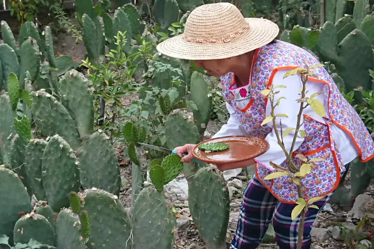 Porfiria Rodríguez Cadena, cocinera tradicional de Santiago de Anaya.