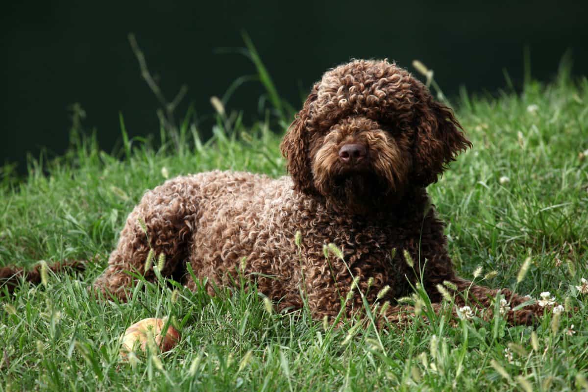 perro laghetto romagnolo la raza más utilizada para buscar trufas 