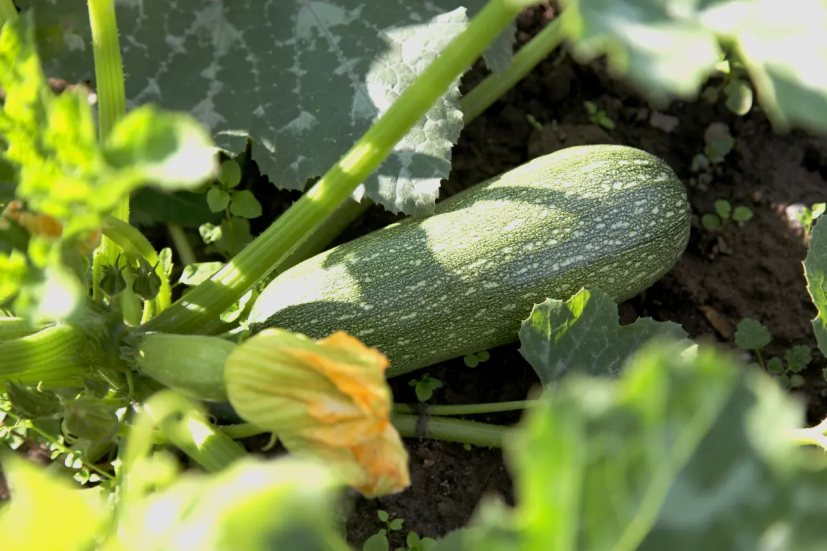 Calabacitas y flor de calabaza