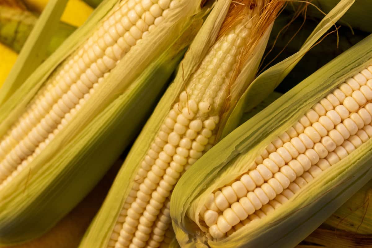 Cómo pelar los elotes