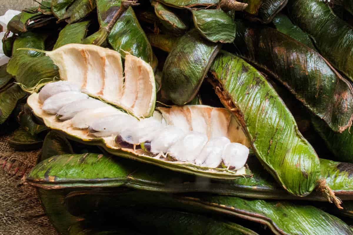 cuajuinicuil fruta mexicana