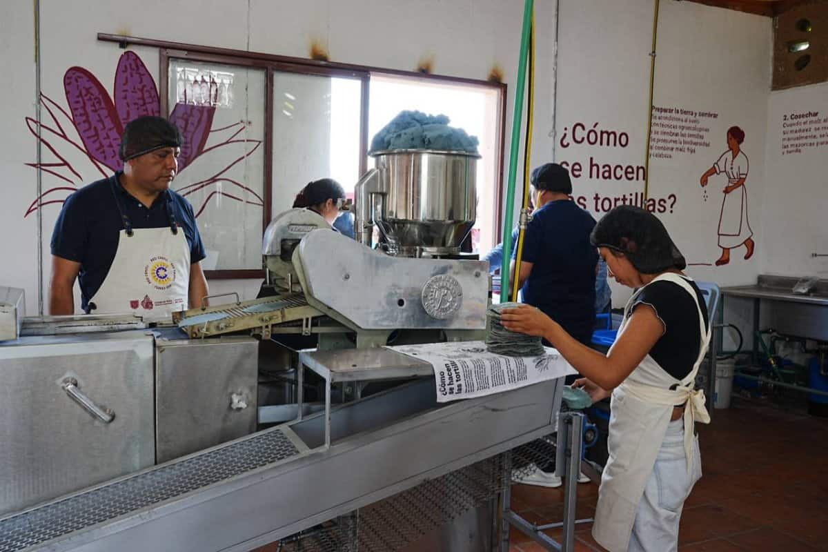 Red Centli, la nueva tortillería de maíz criollo en CDMX.