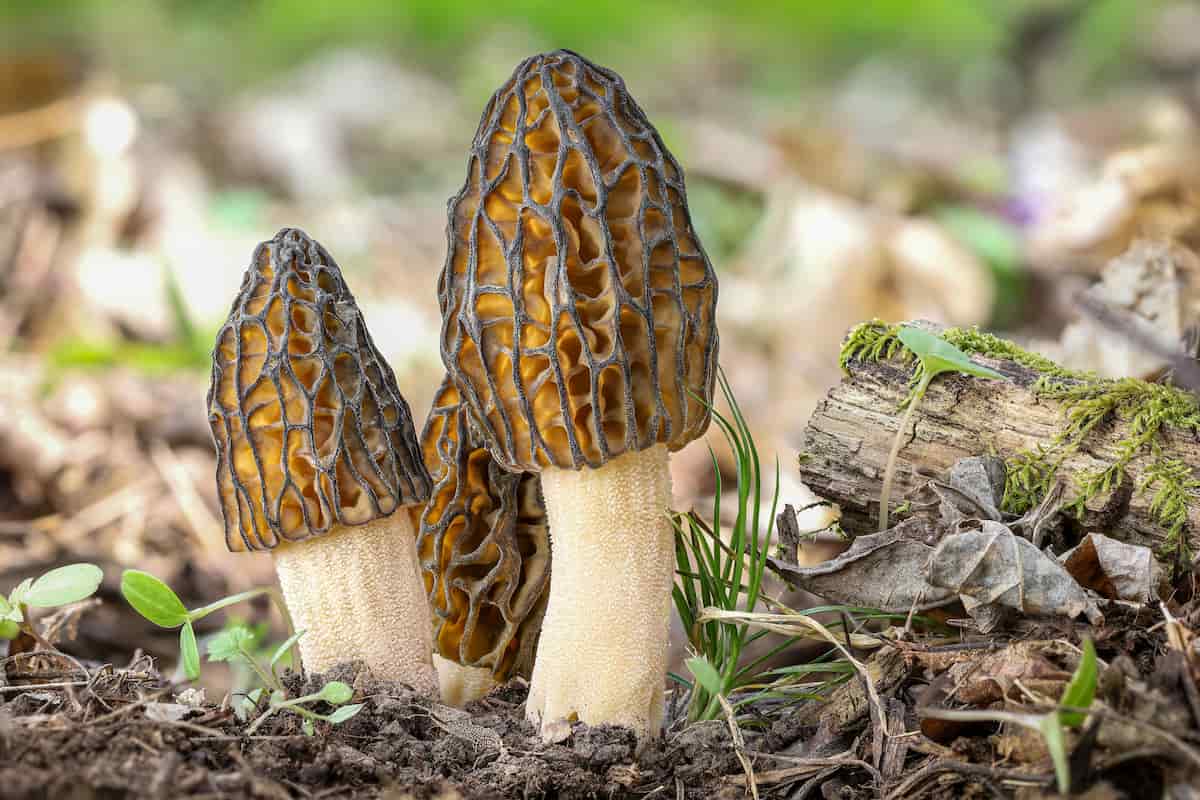 cocina de recolección otomí