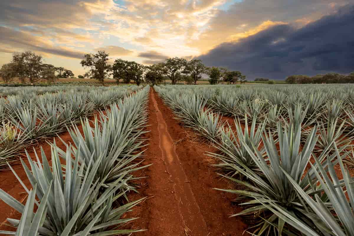 campo de agaves azules en Guadalajara
