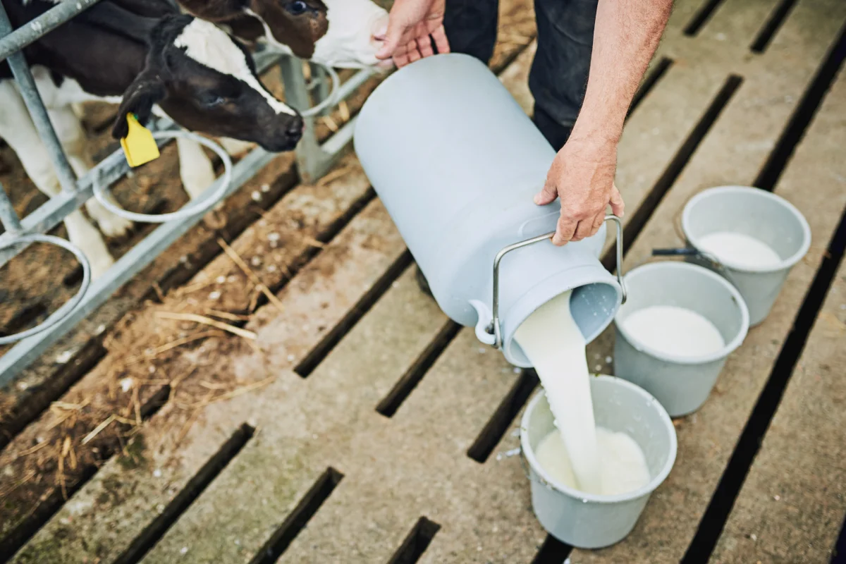 Persona sirve en tres contenedores la leche recién ordeñada de las vacas.